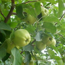 Chinese Fresh Golden Delicious Apple